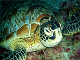 Selingan Turtle Island