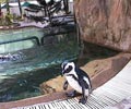 Penguin Pool - Duta Vista Executive Suites Kuala Lumpur 
