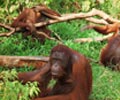 Orang Utan Island - Bukit Merah Laketown Resort