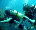 Diving- Gem Island Resort & Spa Gemia Island