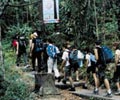 Jungle Trekking - Gunung Ledang Resort
