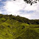 Cameron Highlands, Pahang