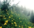 Day Lilies - Kinabalu Pine Resort