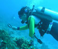 Diving - Redang Lang Island Resort