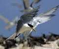 Bird Island Sanctuary - Layang Layang Island Resort