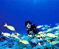 Diving- Ayu Mayang Beach Resort Redang Island