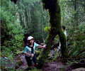 Jungle-trekking - Strawberry Park Resort Cameron Highlands