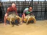 bali-turtle-island