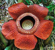 rafflesia kota kinabalu