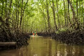 Kota Kinabalu Mangrove River Cruise 