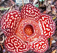 rafflesia kota kinabalu tour