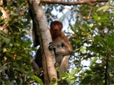 Bako National Park