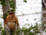 Bako National Park