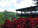 cameron highlands tour