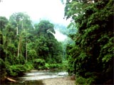 Danum Valley