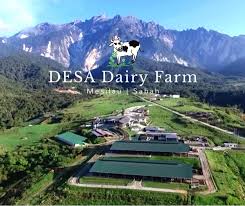 desa farm kundasang