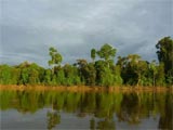 Kinabatangan River