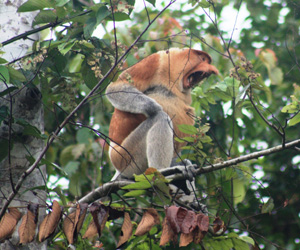 sandakan tour