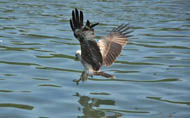 langkawi mangrove tour