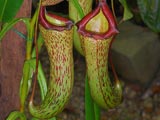 Pitcher Plant