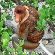 proboscis monkey kuching