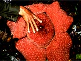 Rafflesia