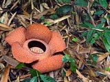 Rafflesia