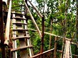 Canopy Walkway