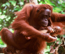 sepilok orang utan