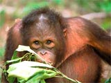 Sepilok Orang Utan