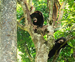 sandakan sun bear tour