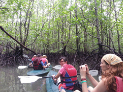 langkawi mangrove by kayak
