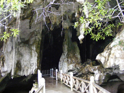langkawi mangrove tour