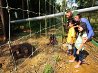 penang orang utan tour