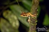 kuching frogging