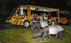 night safari tour