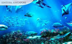 sea aquarium singapore